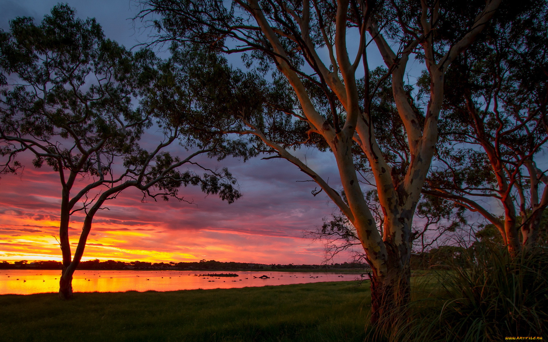 , , , big, swamp, sunset, australia
